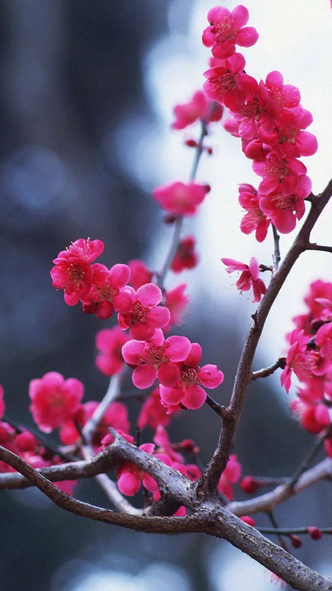 Dark Cherry Blossom Branches Background