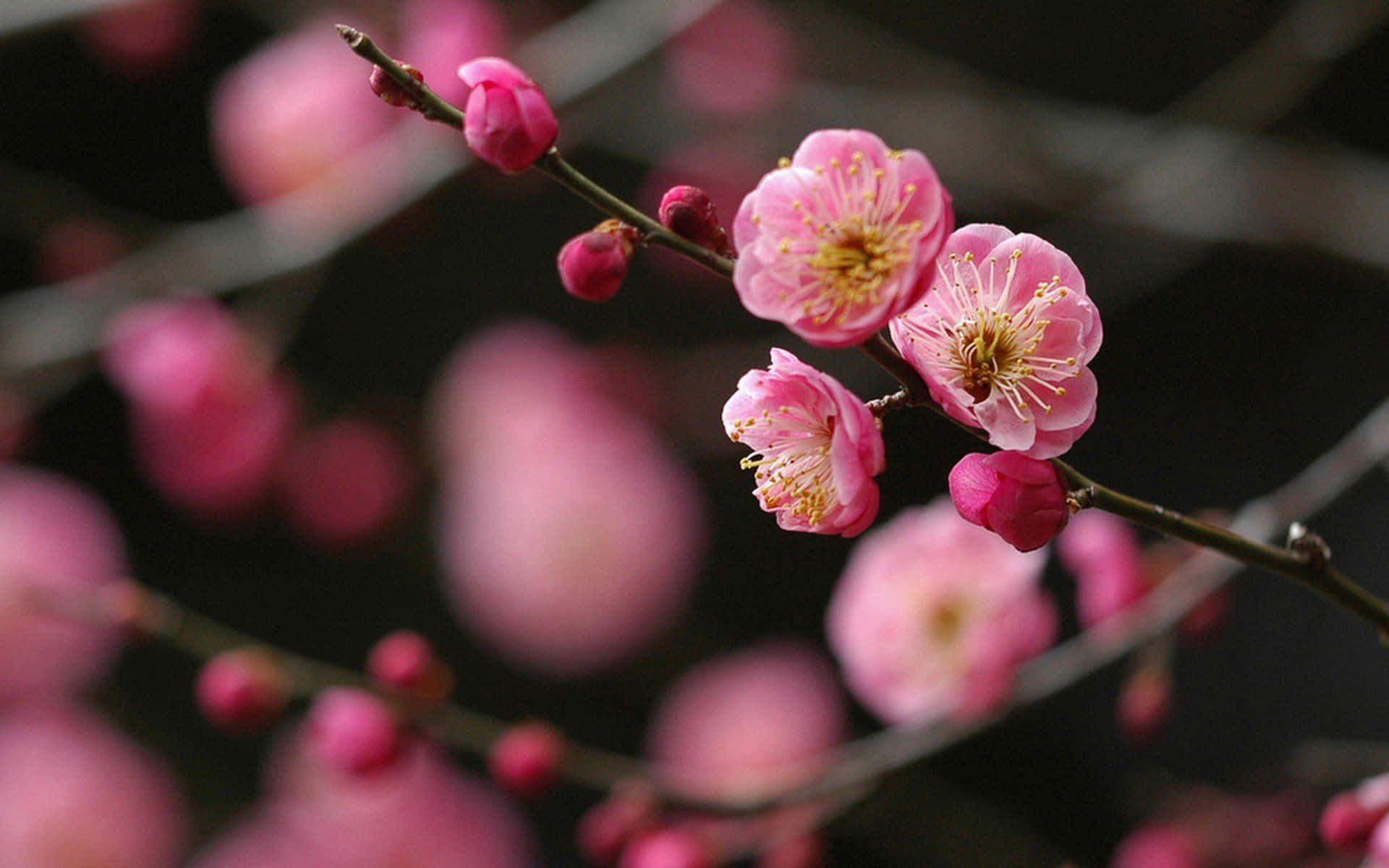 Dark Cherry Blossom Flower Buds Background