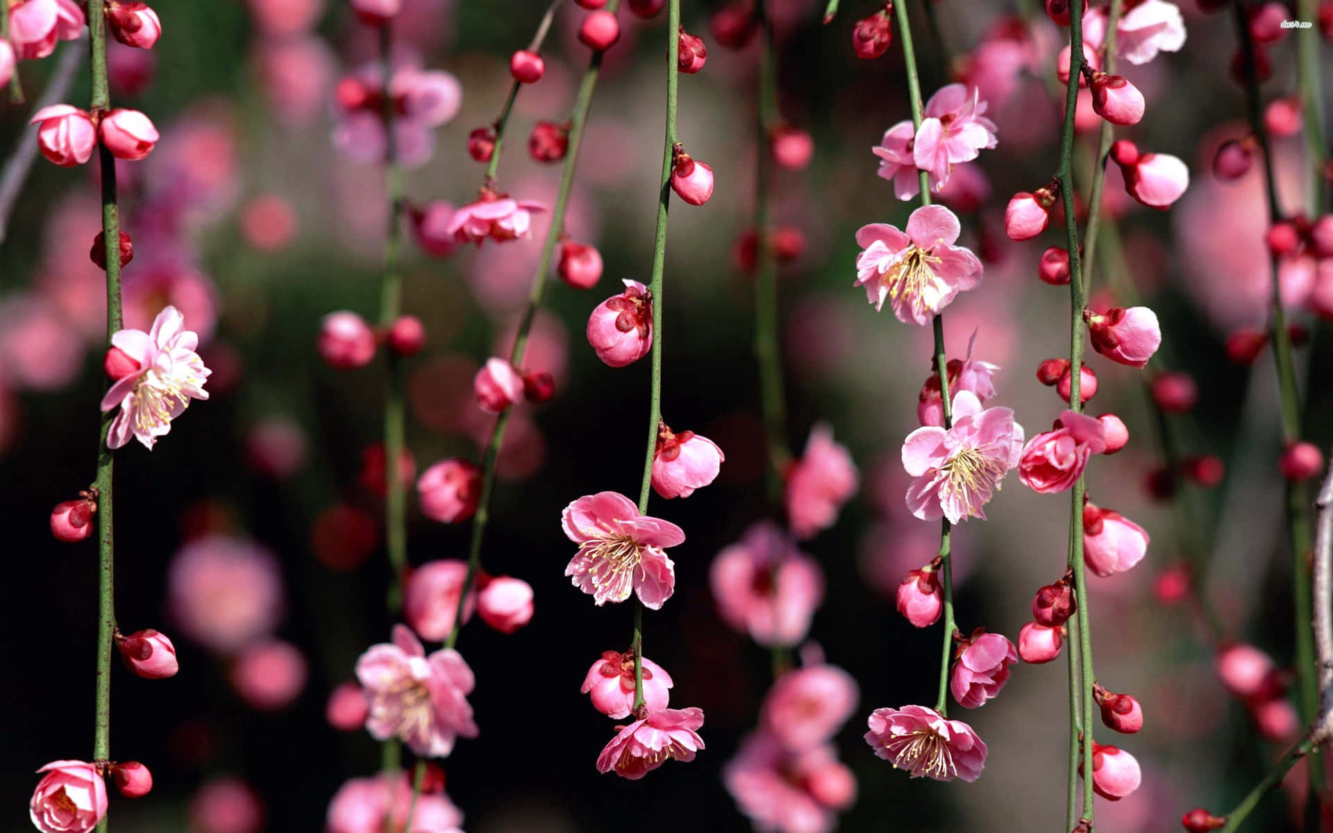 Dark Cherry Blossom Flower Curtain Background