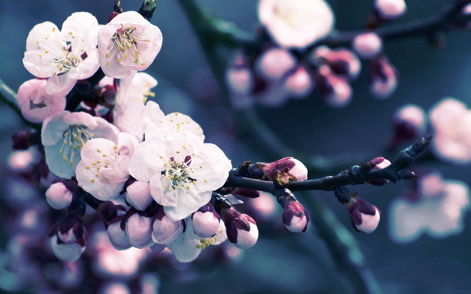 Dark Cherry Blossom Flower Background