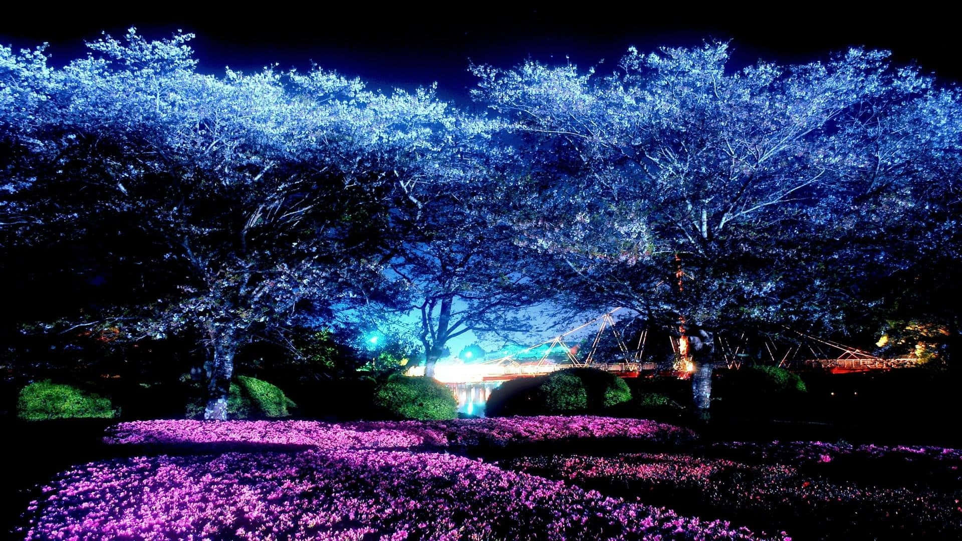 Dark Cherry Blossom Flowers On The Ground Background