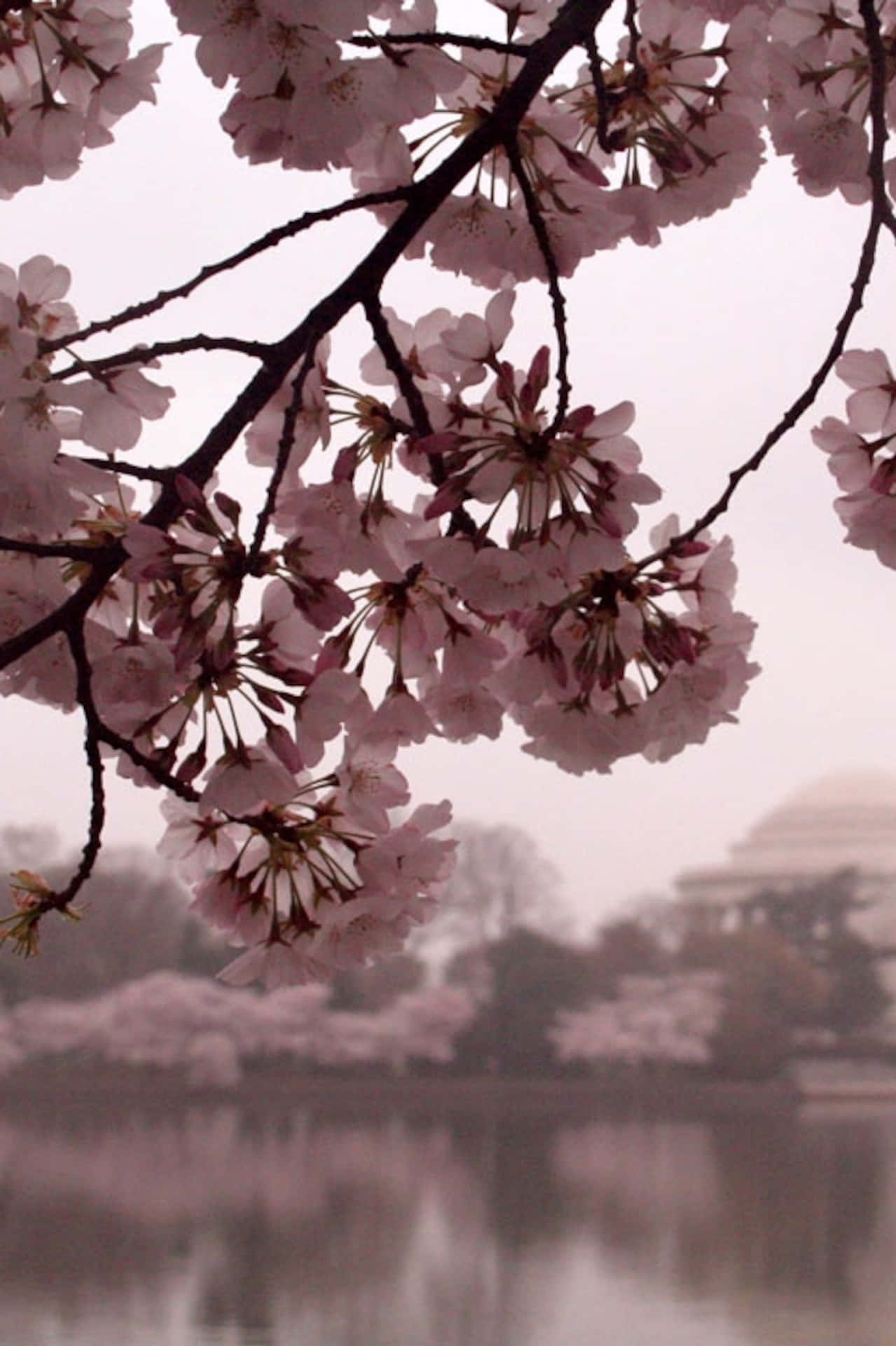 Dark Cherry Blossom Flowers On The Lake Background