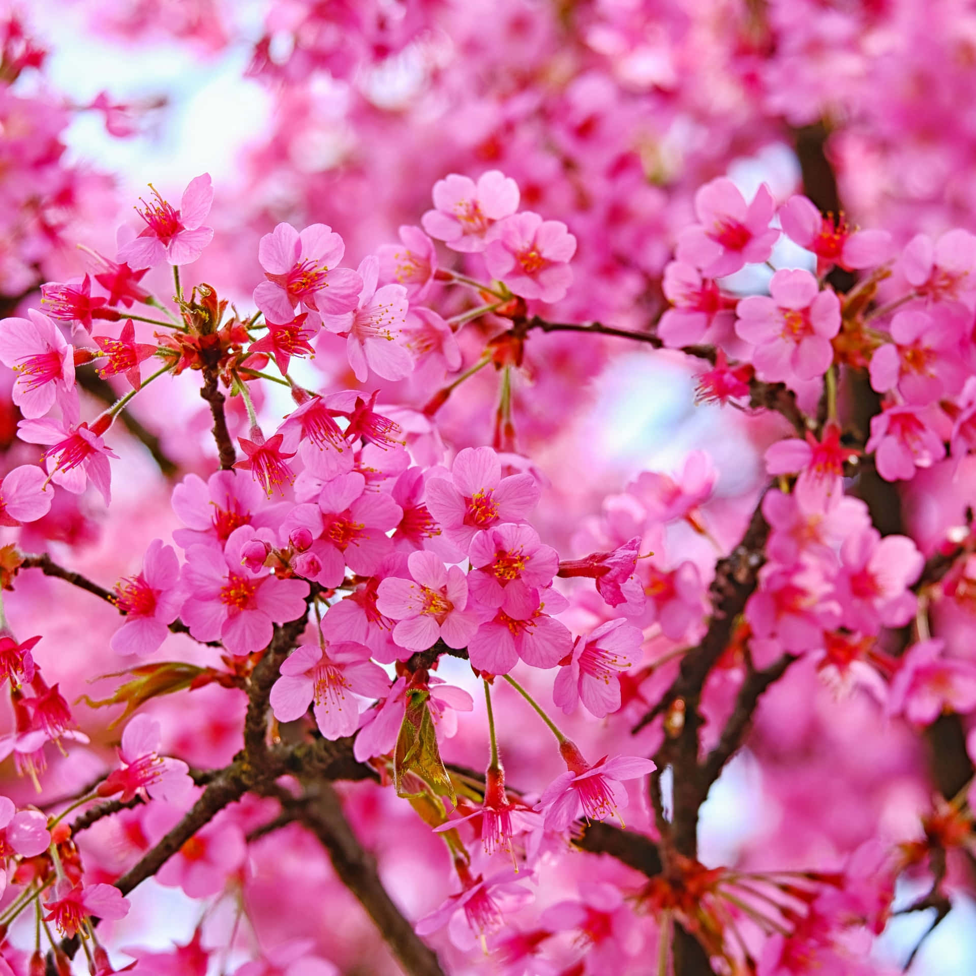 Dark Cherry Blossom Flowers Background