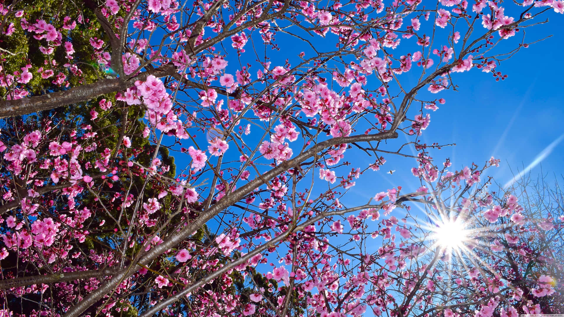 Dark Cherry Blossom Flowers Under A Bright Sunlight Background