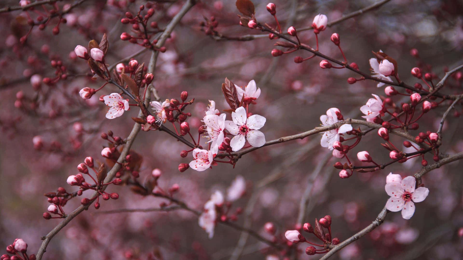 Dark Cherry Blossom Horizontal Background