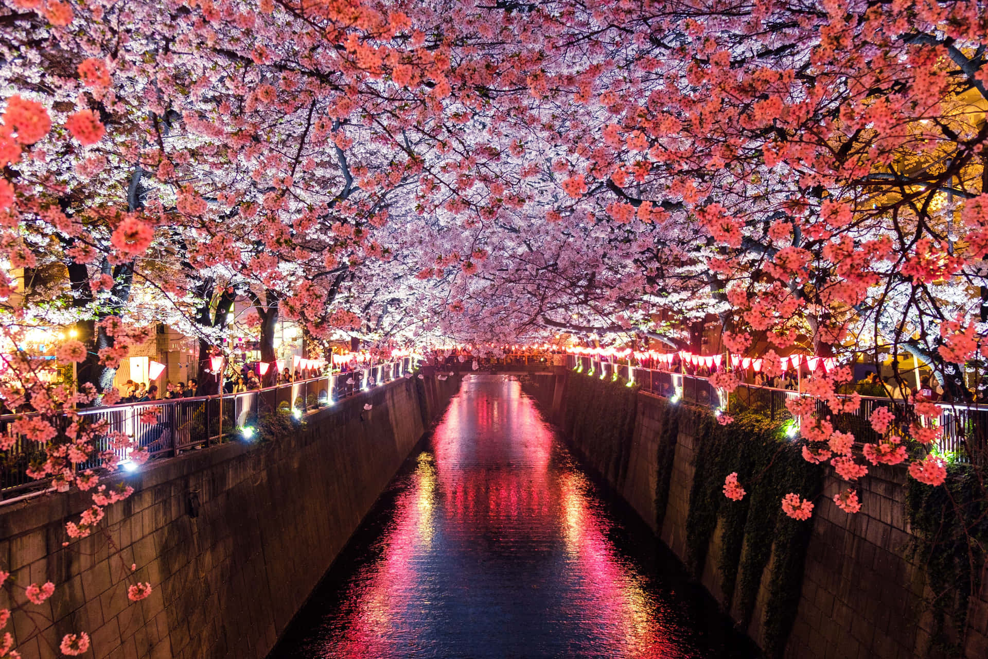 Dark Cherry Blossom In Meguro River Background