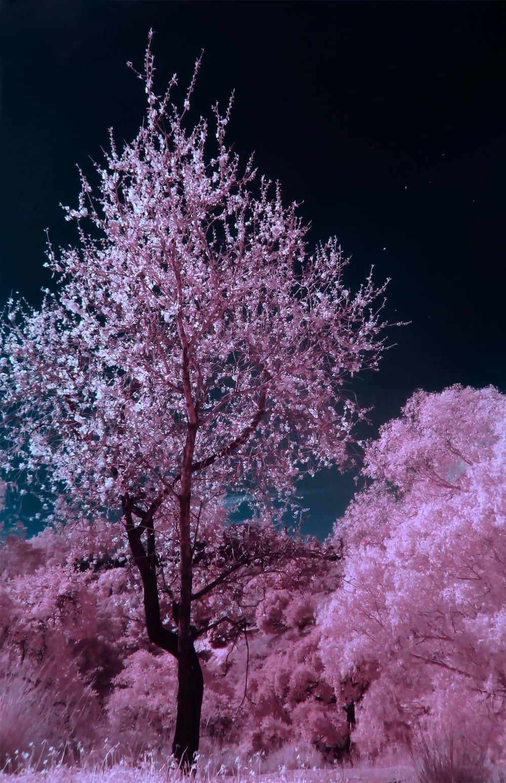 Dark Cherry Blossom In The Night Sky Background