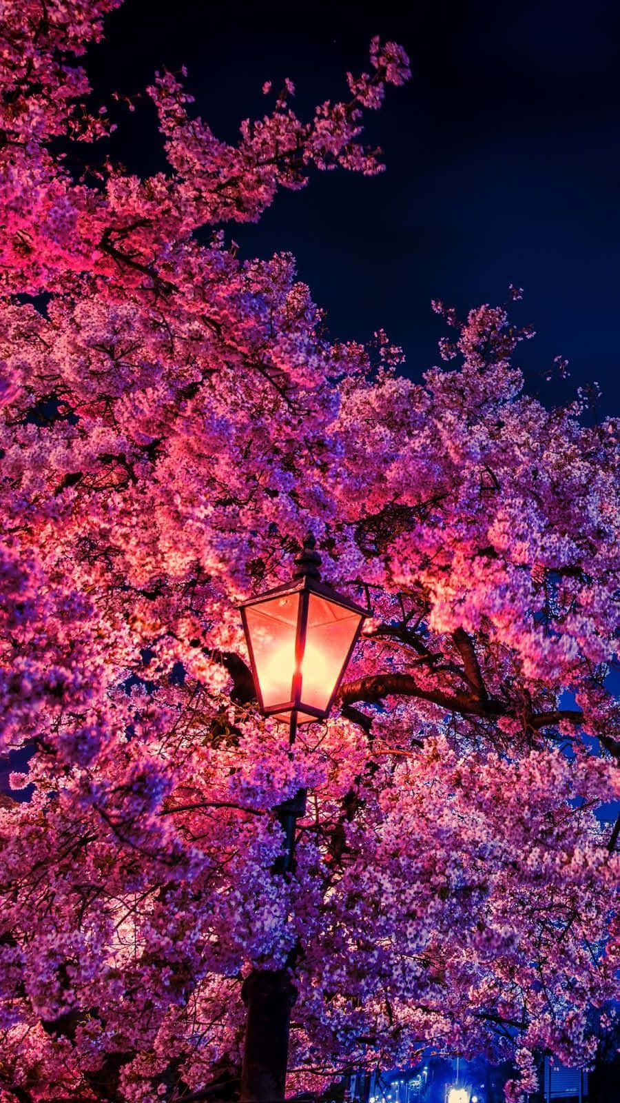 Dark Cherry Blossom On A Post Lamp Background