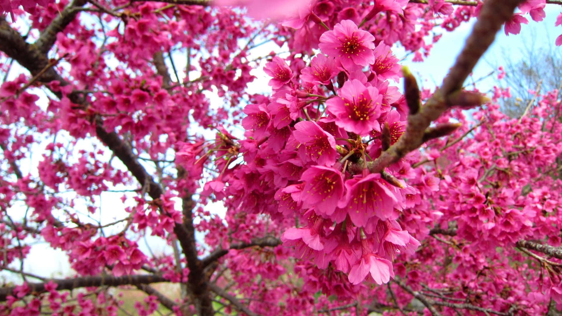 Dark Cherry Blossom Pink Trees Background