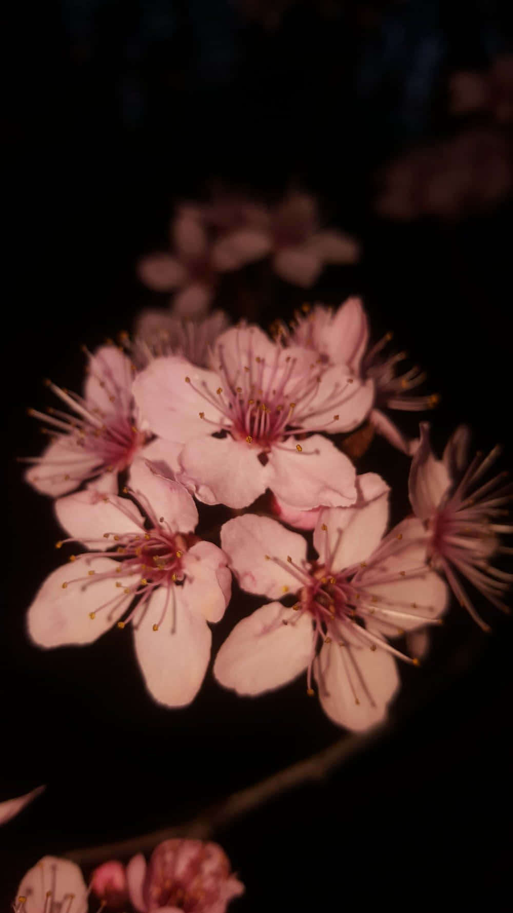 Dark Cherry Blossom - The Beauty Of Nature In Dark Shades Background