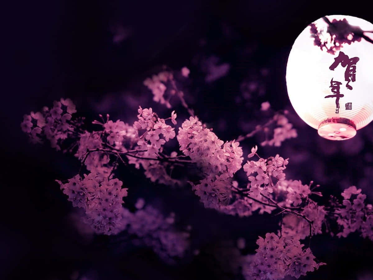 Dark Cherry Blossom Tree With A Lit Lantern Background