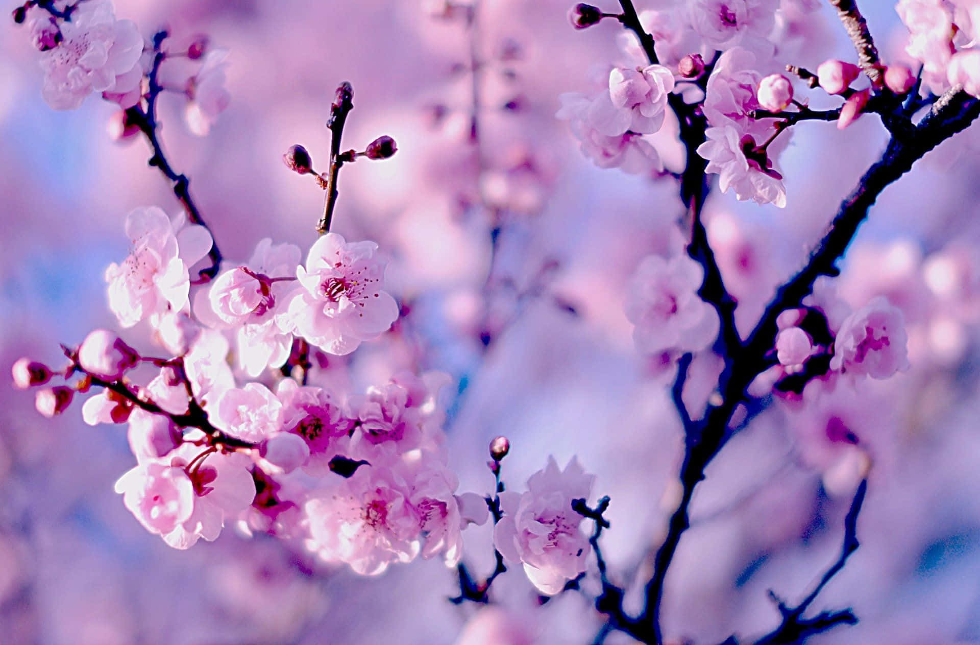 Dark Cherry Blossom Trees Close-up Background