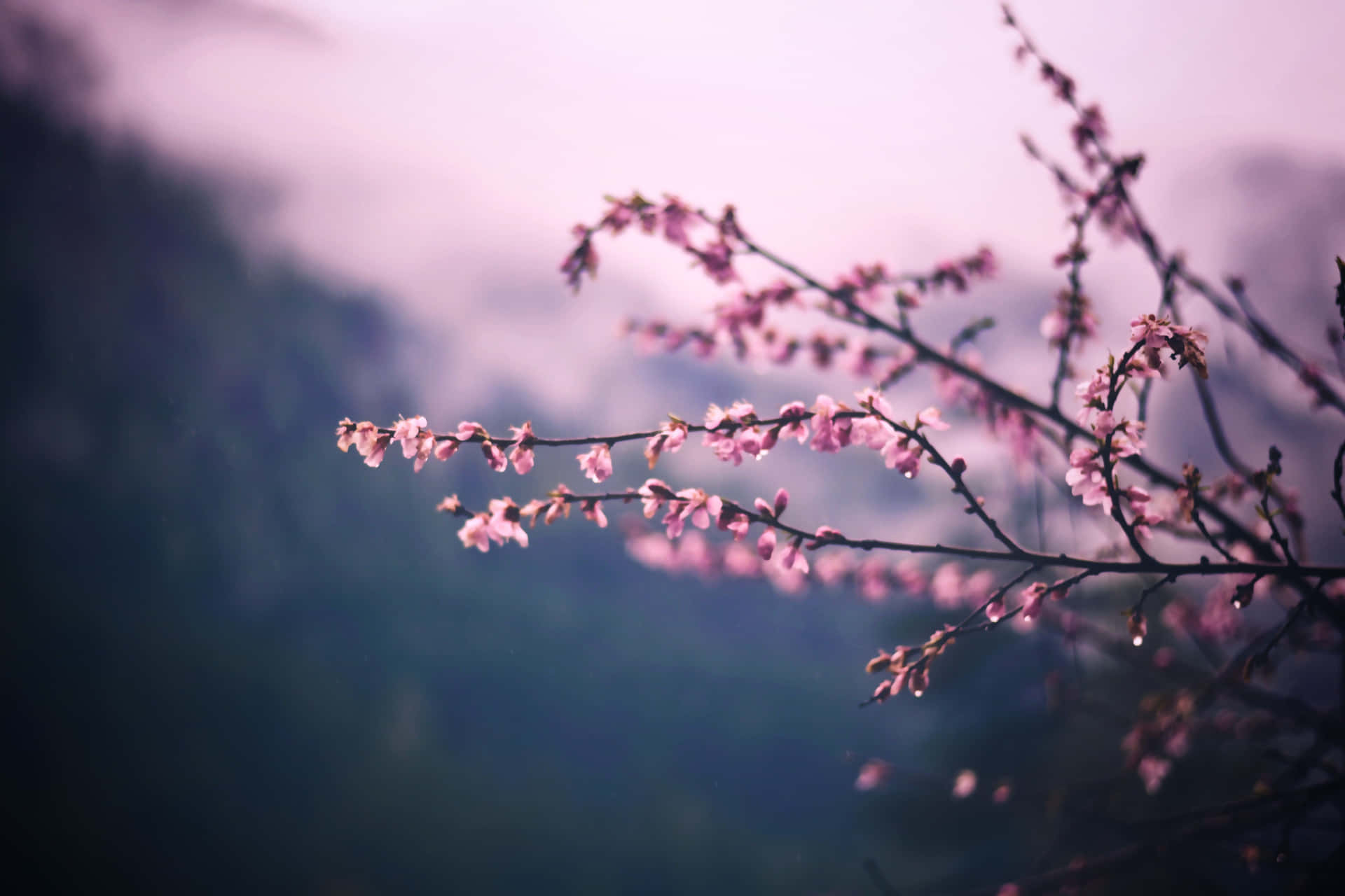 Dark Cherry Blossom Trees With Small Petals Background