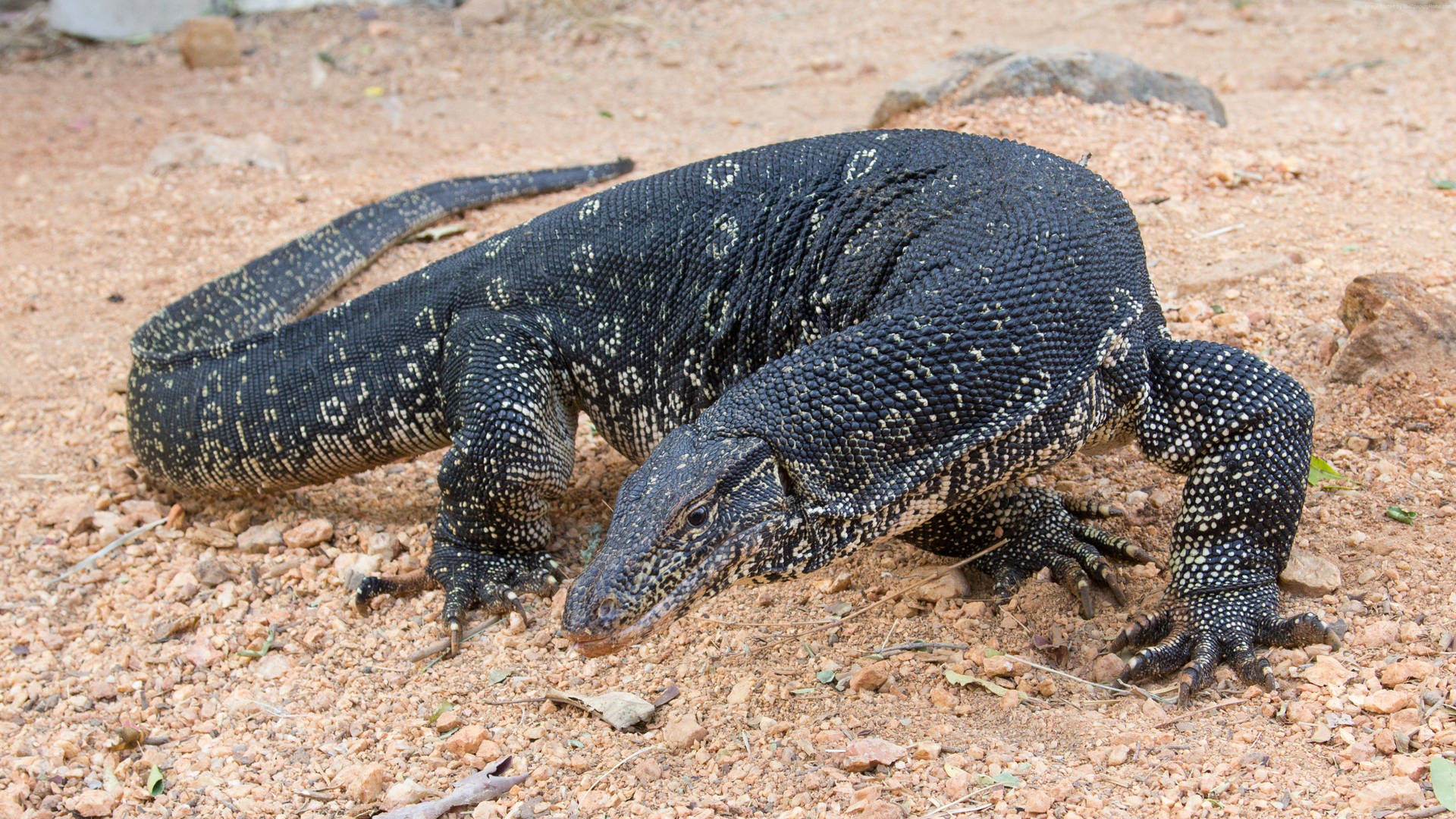 Dark Colored Monitor Lizard With White Circles