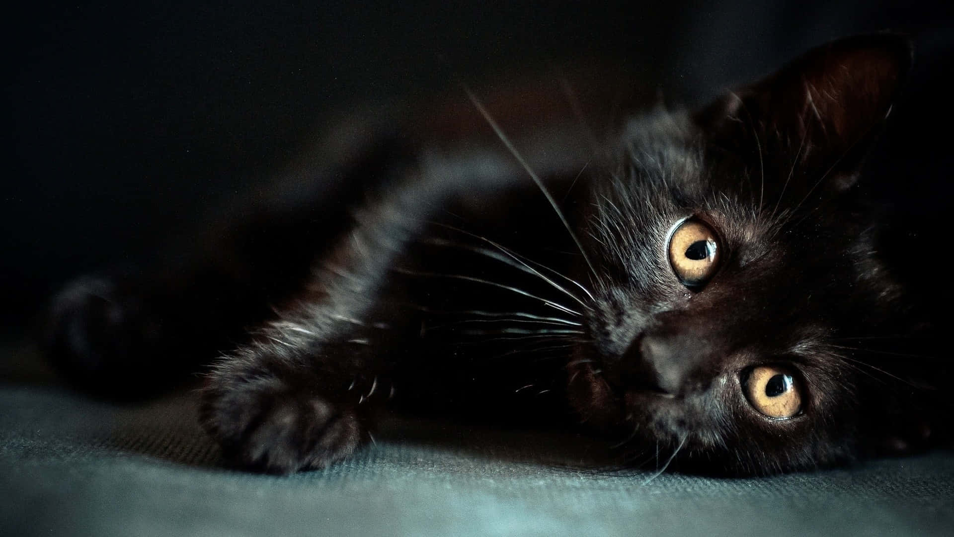 Dark Cute Black Cat Lying Background