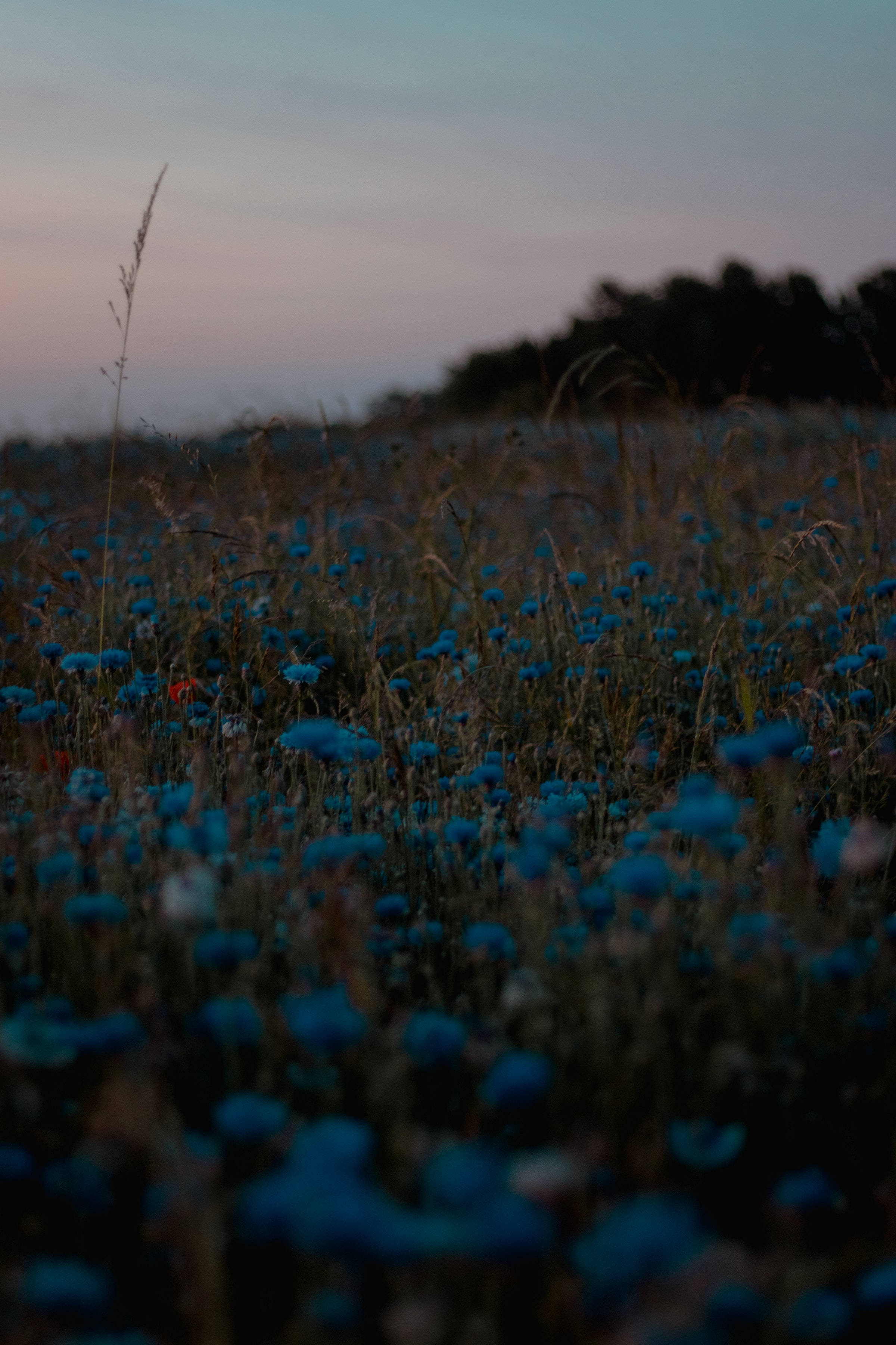 Dark Cute Blue Aesthetic Flower Garden Background