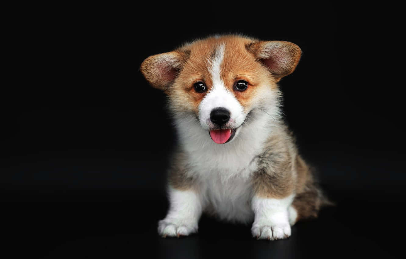 Dark Cute Dog Tongue Background