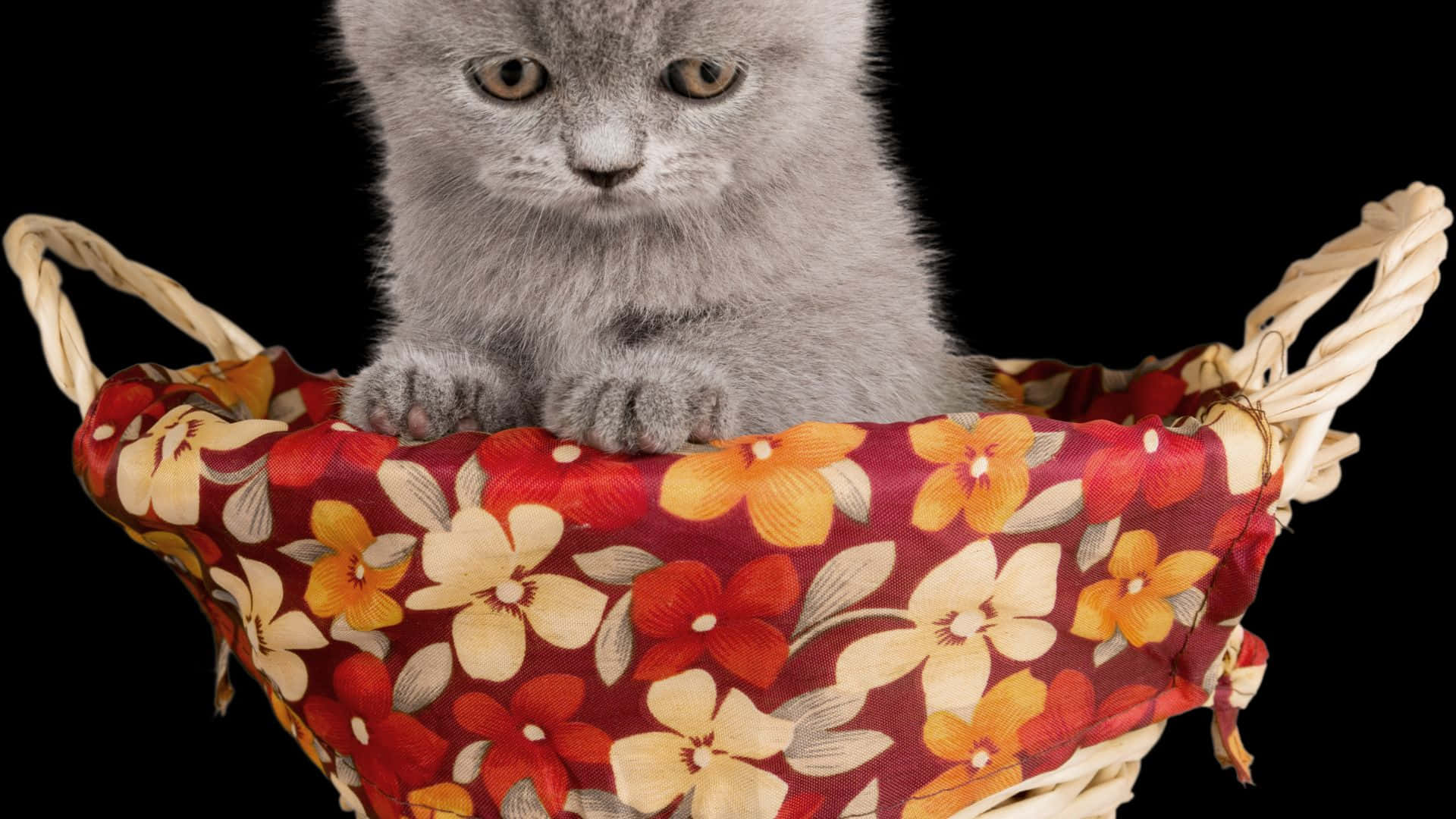 Dark Cute Laptop [wallpaper] Background