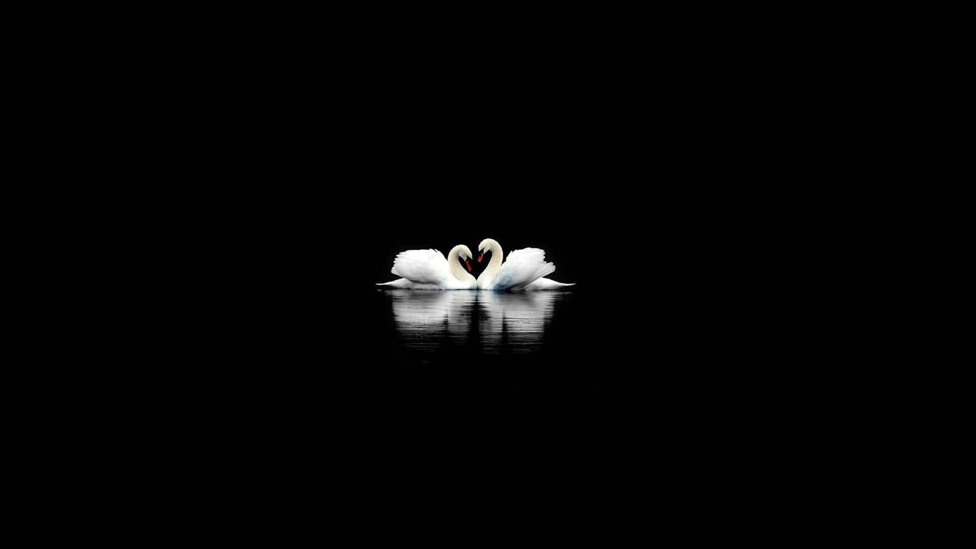 Dark Cute Swan Water Reflection Background