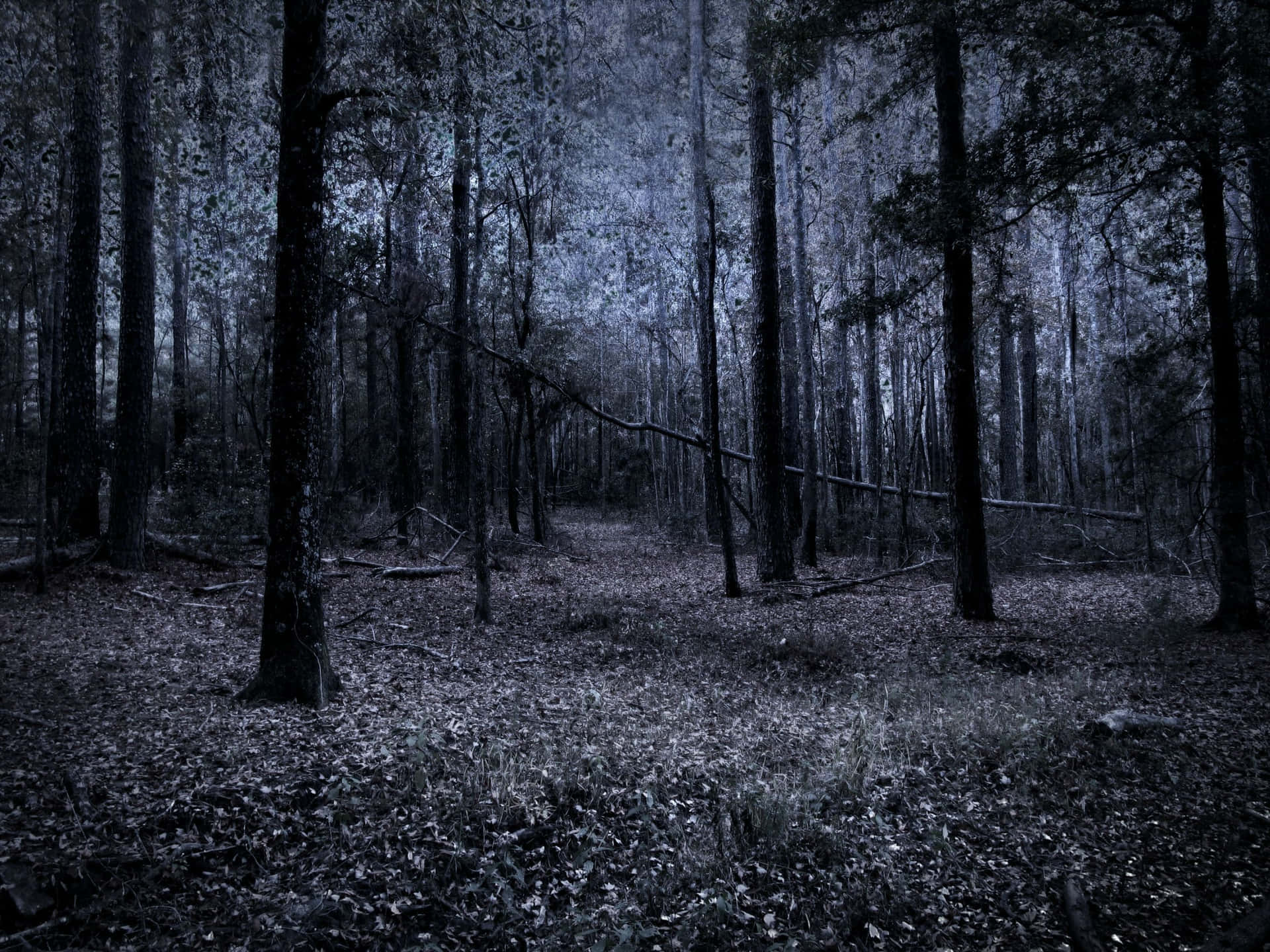 Dark Depressing Forest View Background