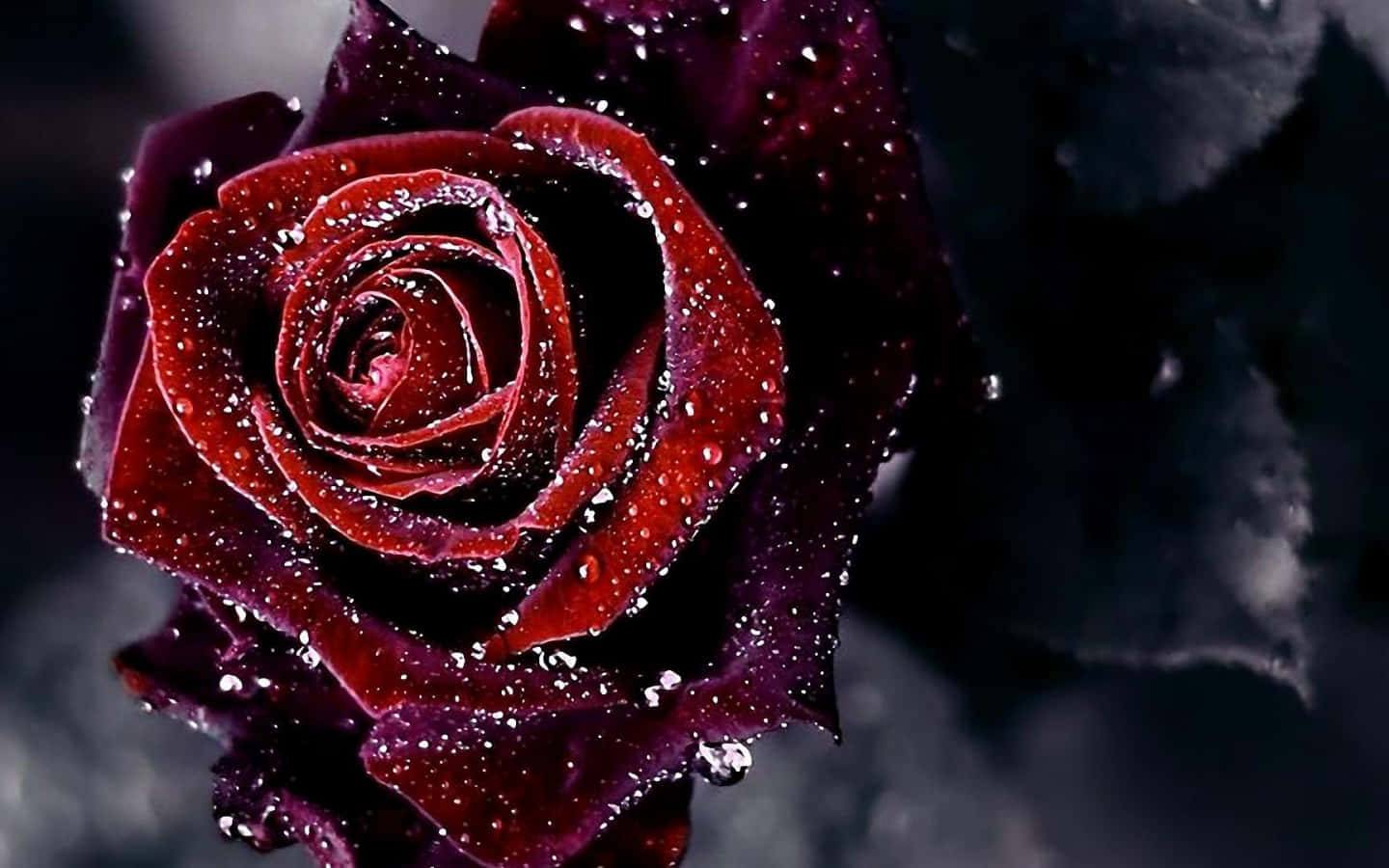 Dark Edges Red Roses Laptop Background