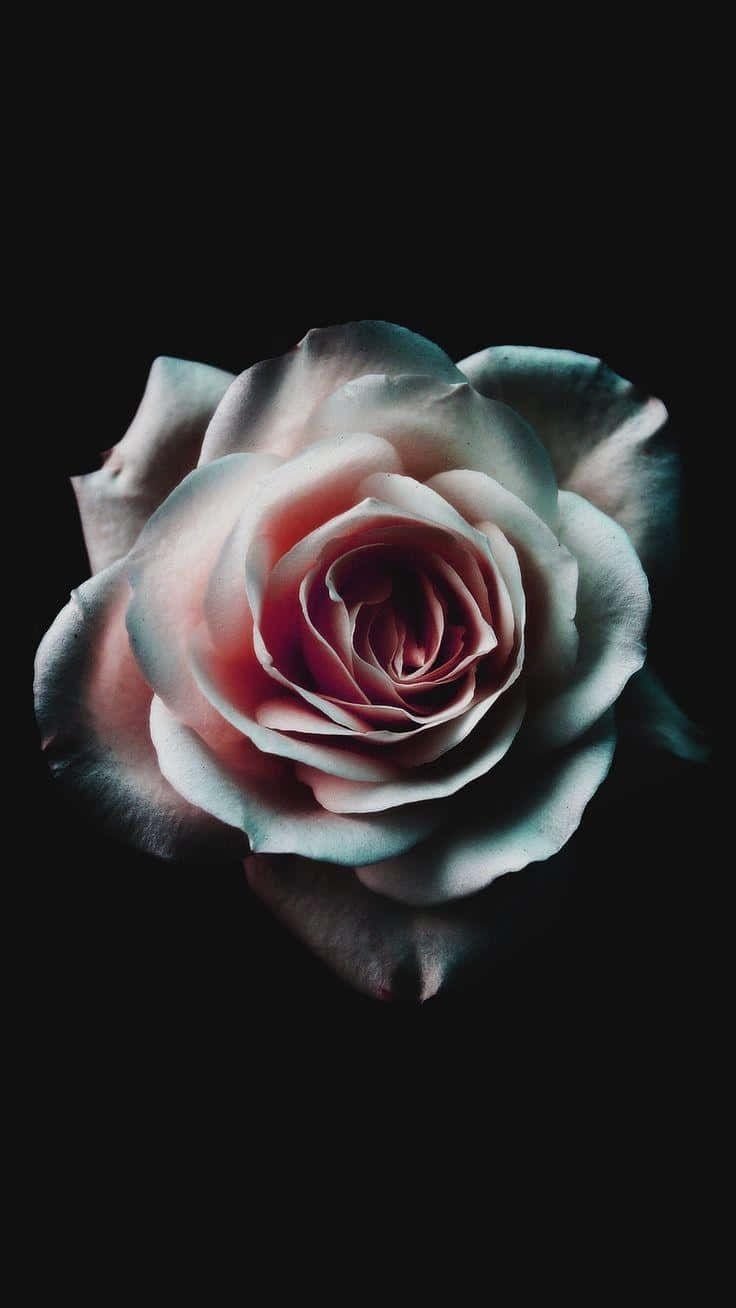 Dark_ Elegance_ Rose_i Phone_ Background