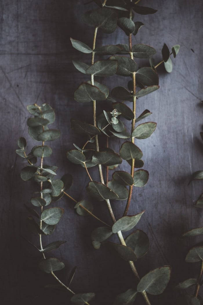 Dark Eucalyptus Aesthetic Background