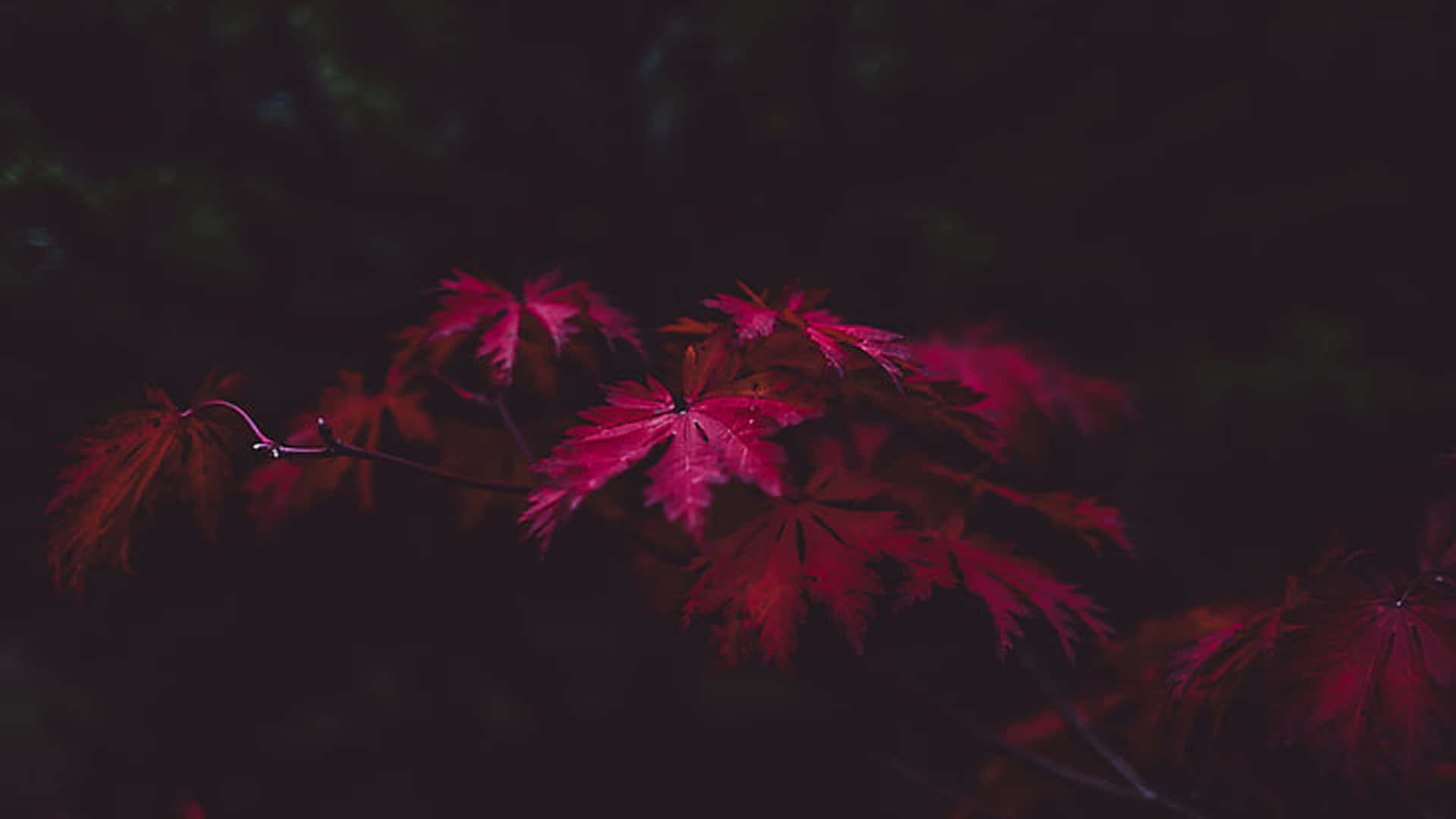 Dark Fall Red Maple Leaves Background