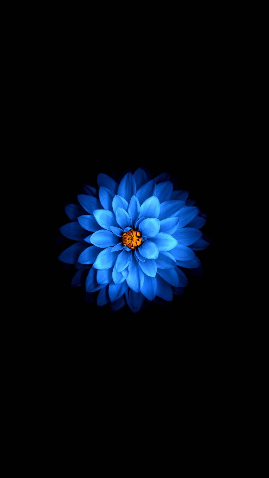 Dark Floral Blue Flower Background