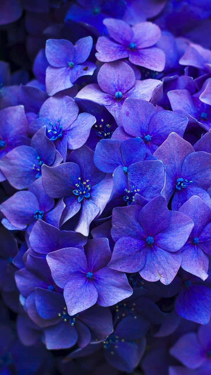 Dark Floral Hydrangeai Phone Wallpaper