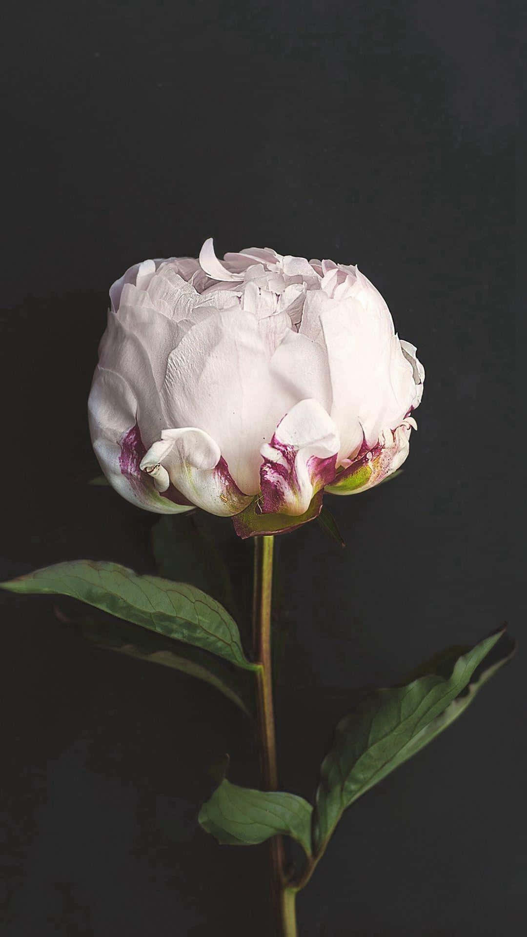 Dark Floral Peonyon Black Background.jpg Background