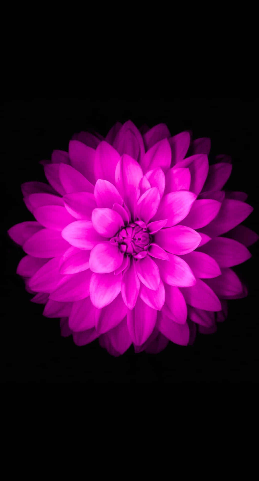 Dark Floral Pink Bloomi Phone Wallpaper Background