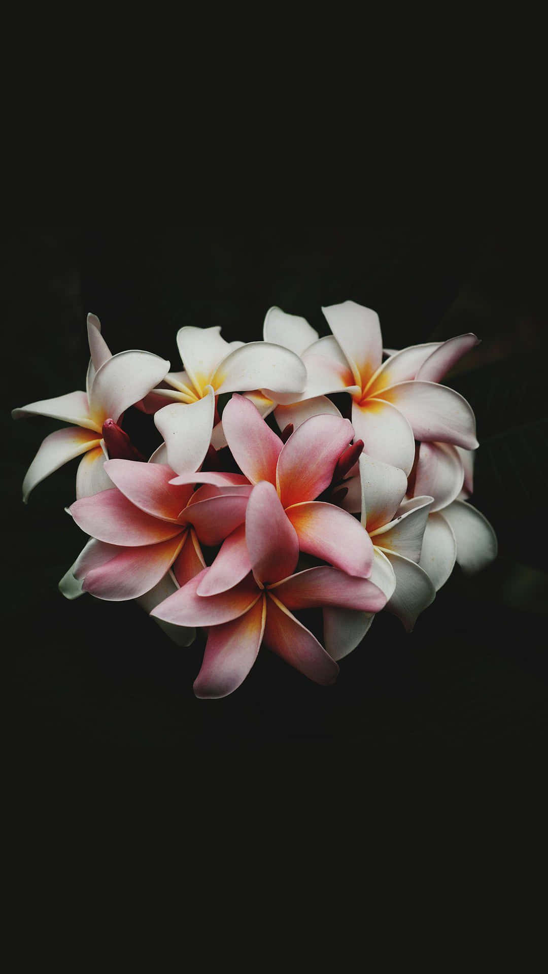Dark_ Floral_ Plush_ Frangipani_ Bouquet