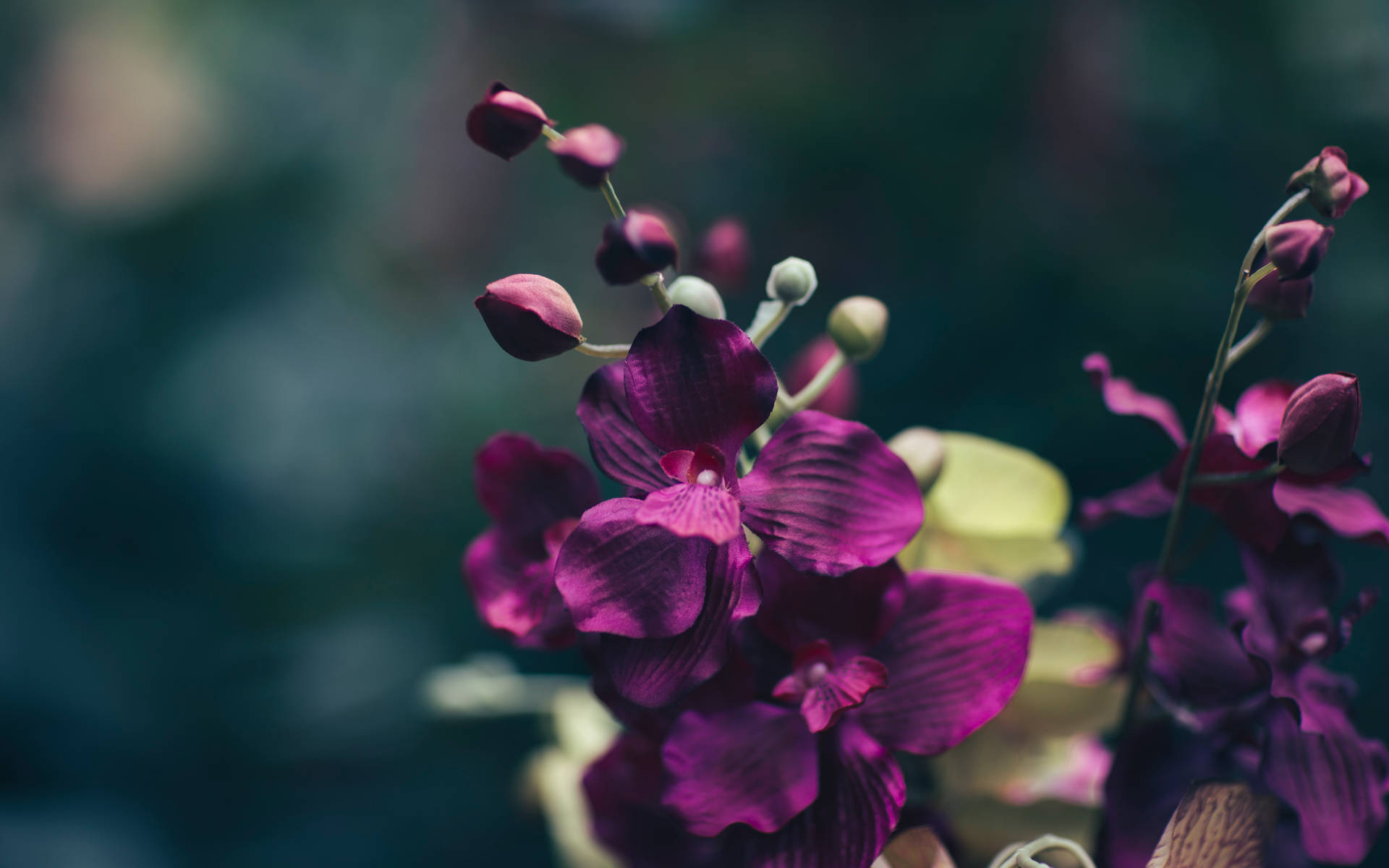 Dark Floral Purple Background