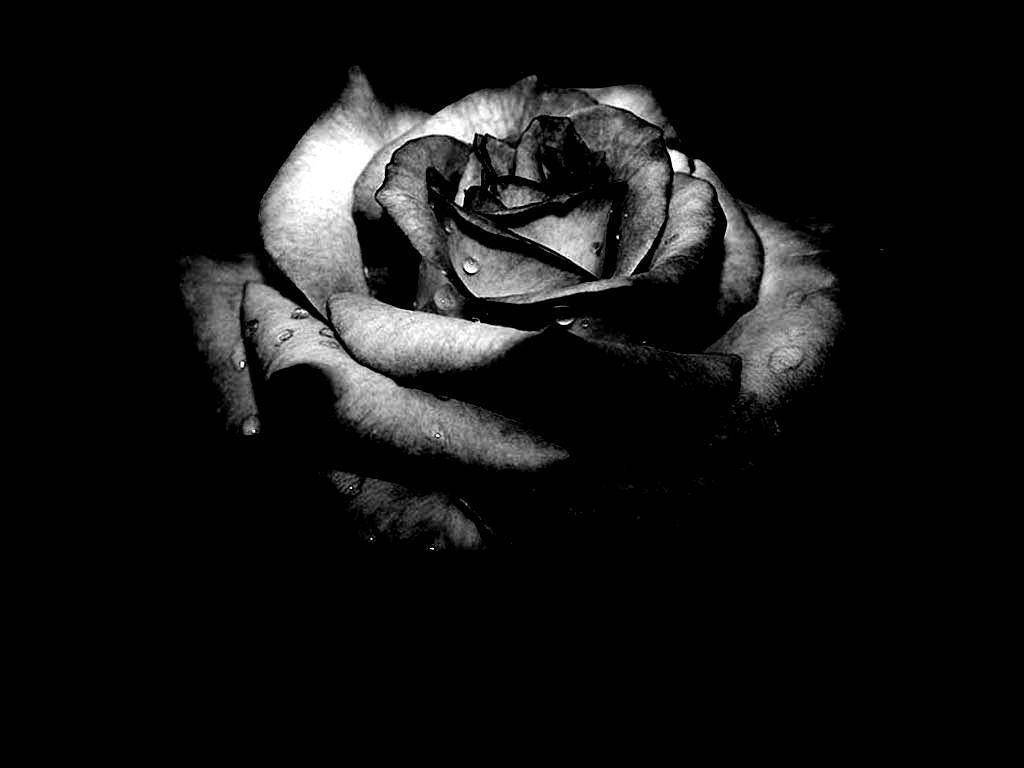 Dark Floral Rose Background