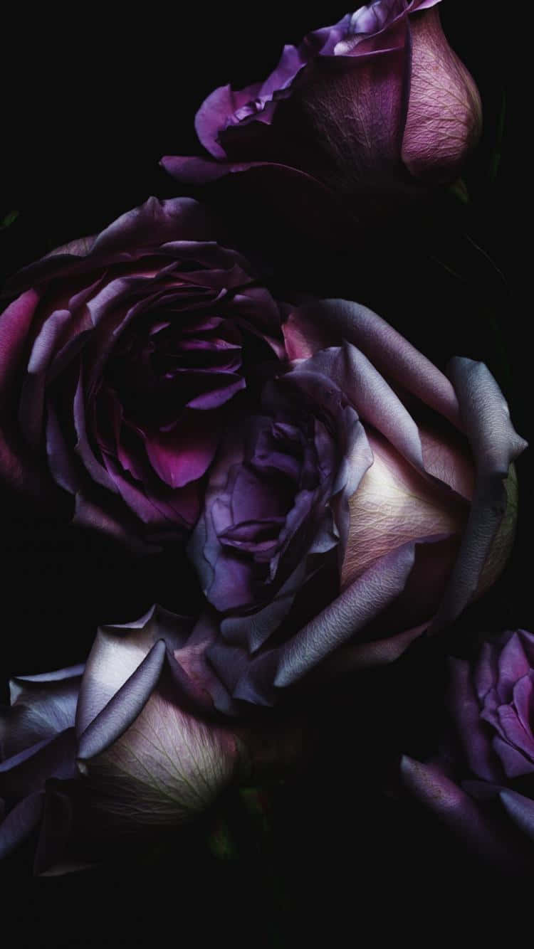Dark Floral Rosesi Phone Wallpaper Background