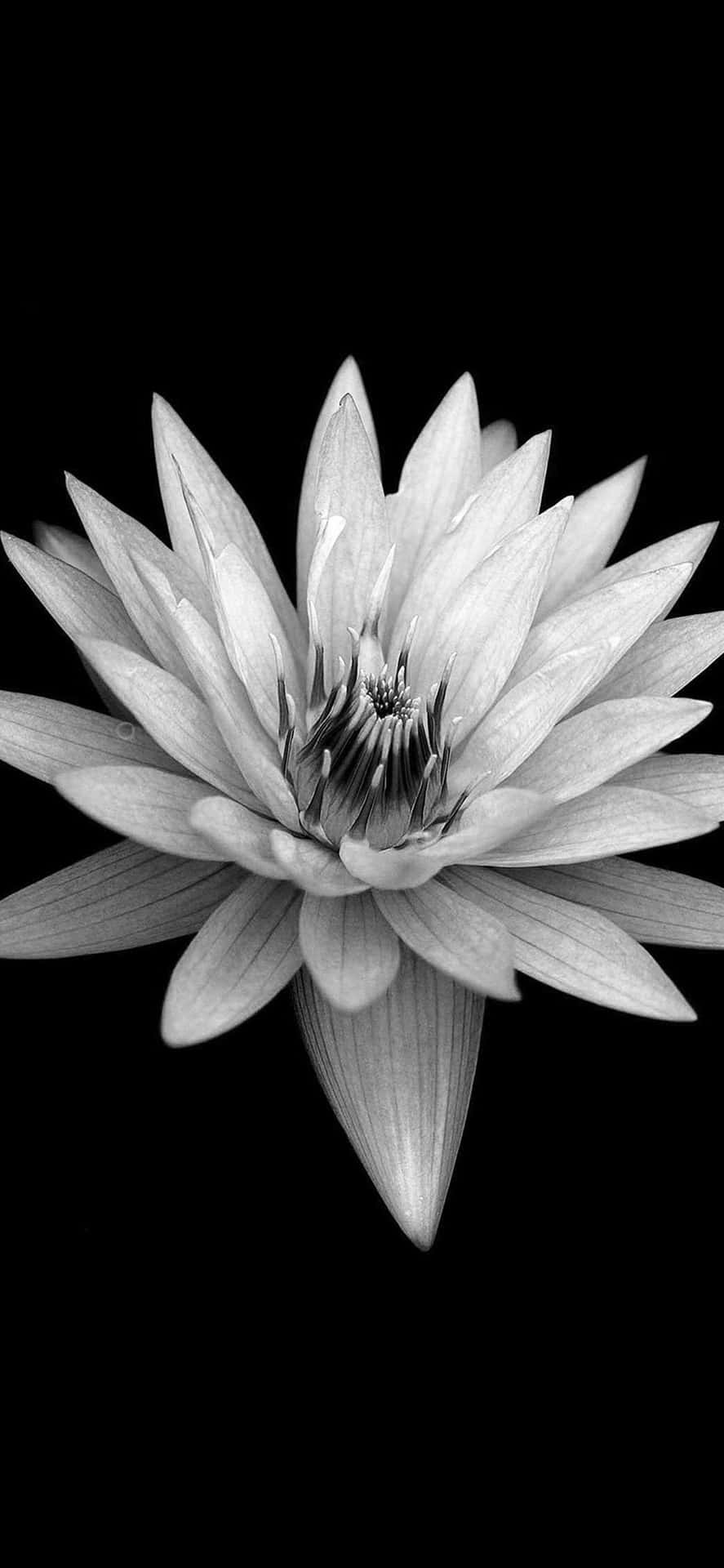 Dark Floral Water Lily Black Background.jpg Background