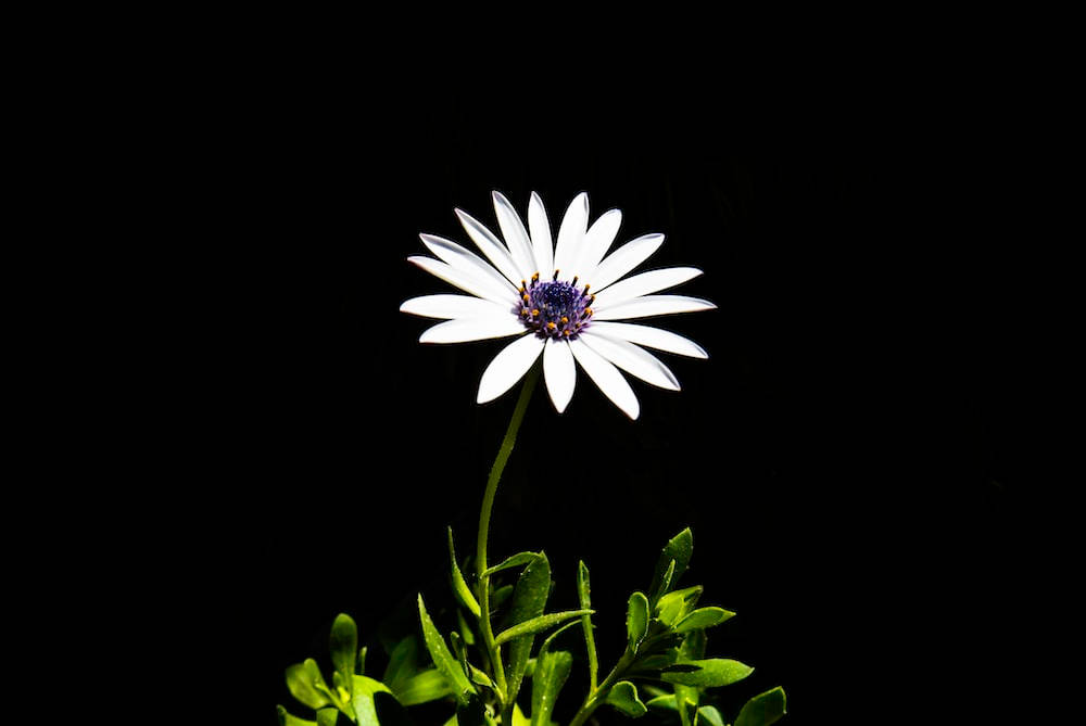 Dark Floral White Bloom Background
