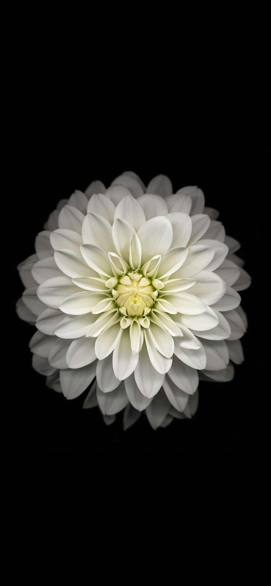 Dark Florali Phone Wallpaper Dahlia Background