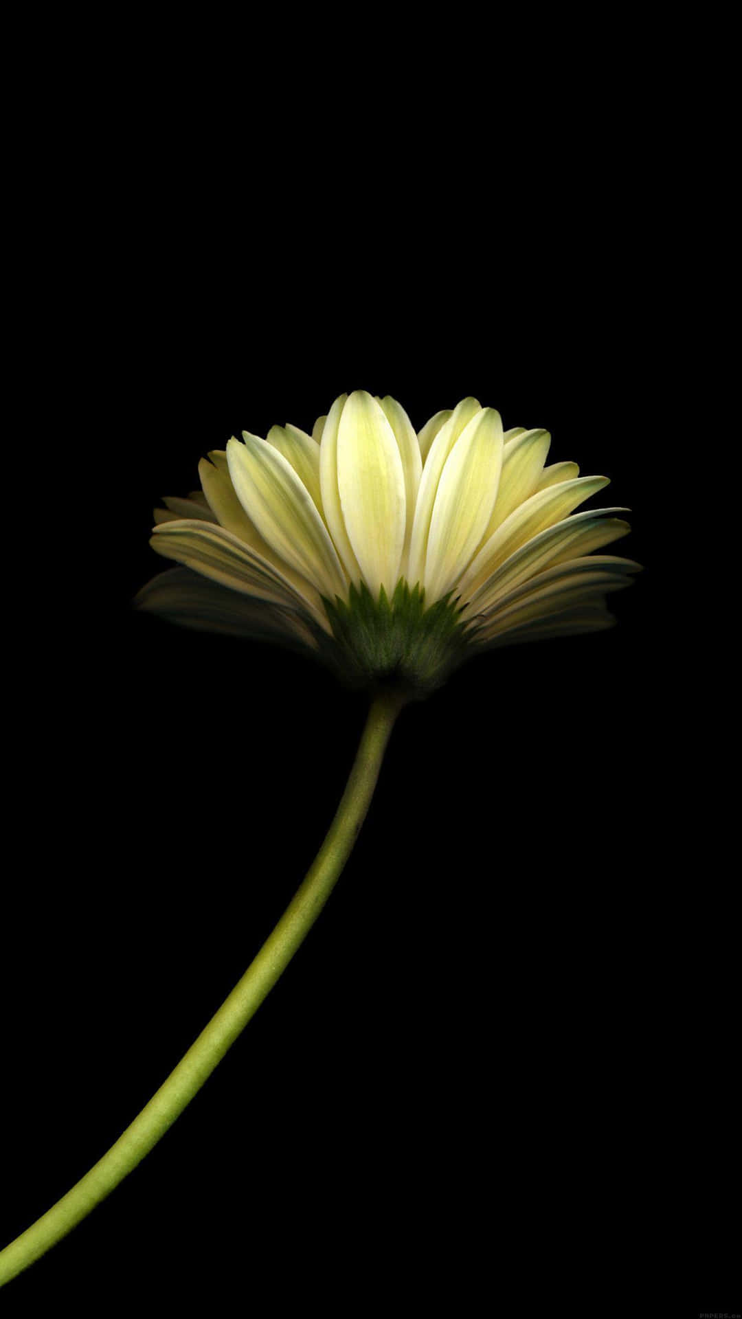 Dark Florali Phone Wallpaper Single Bloom Background