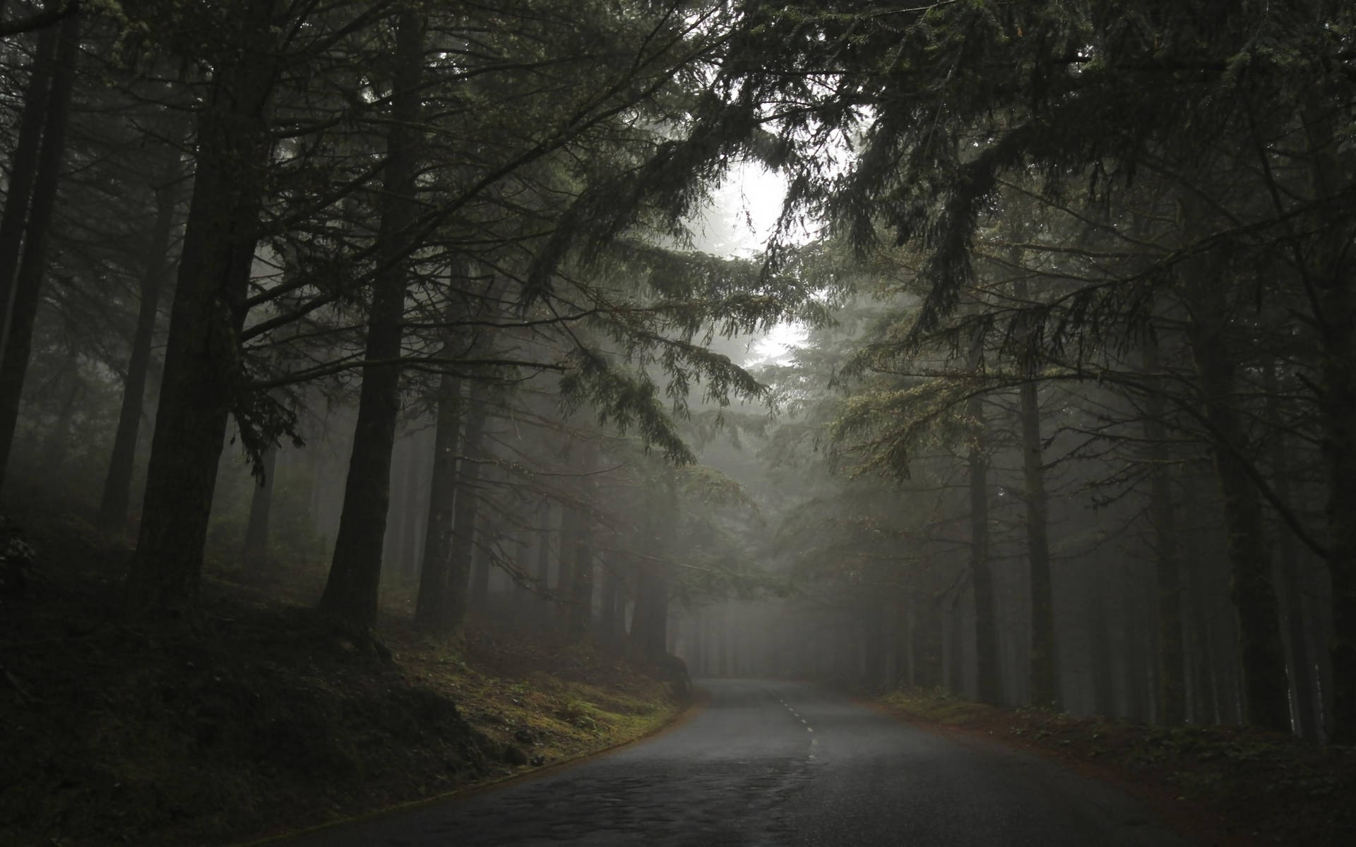 Dark Foggy Forest With Road