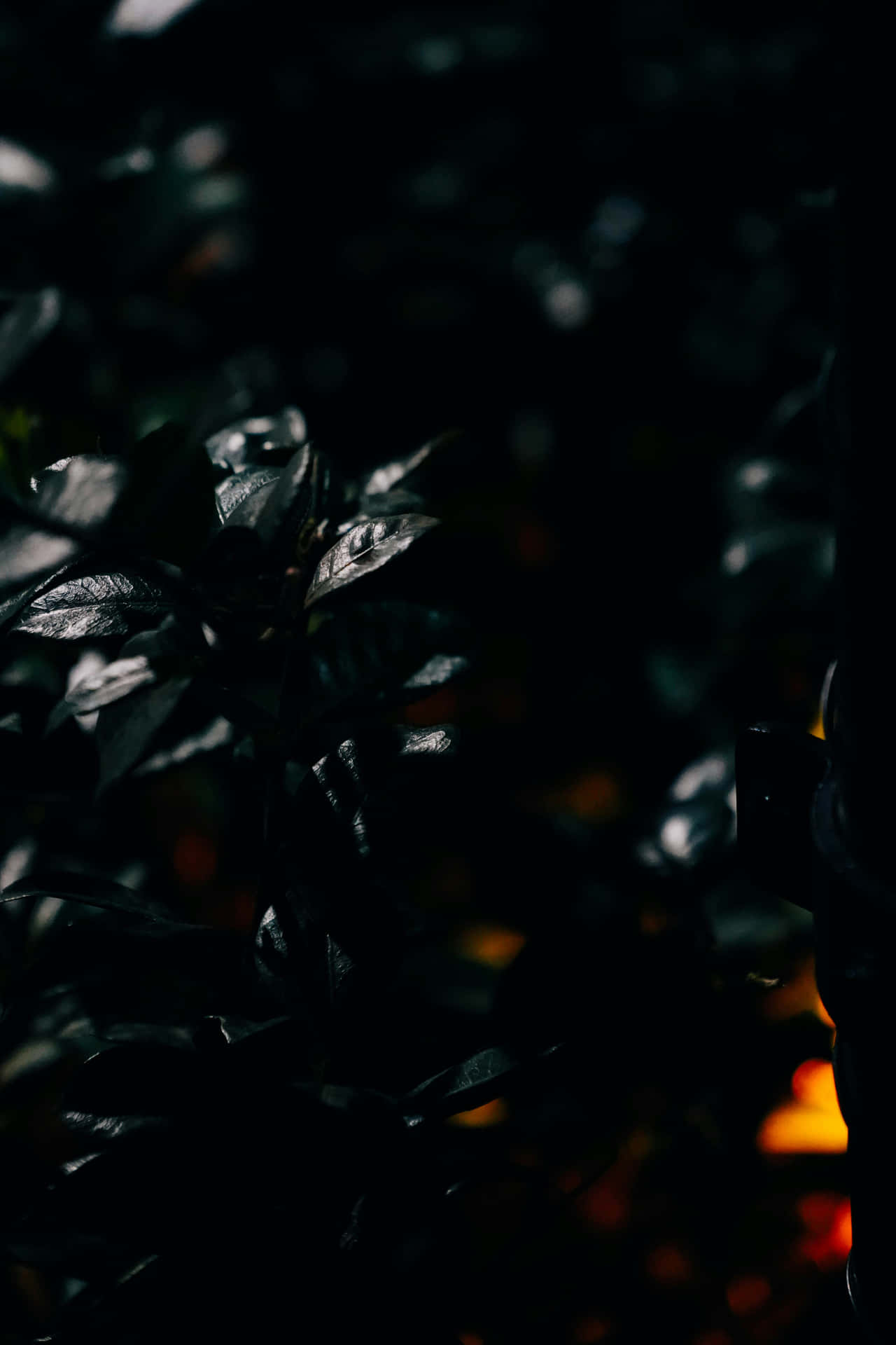 Dark Foliagewith Hintsof Fire Background