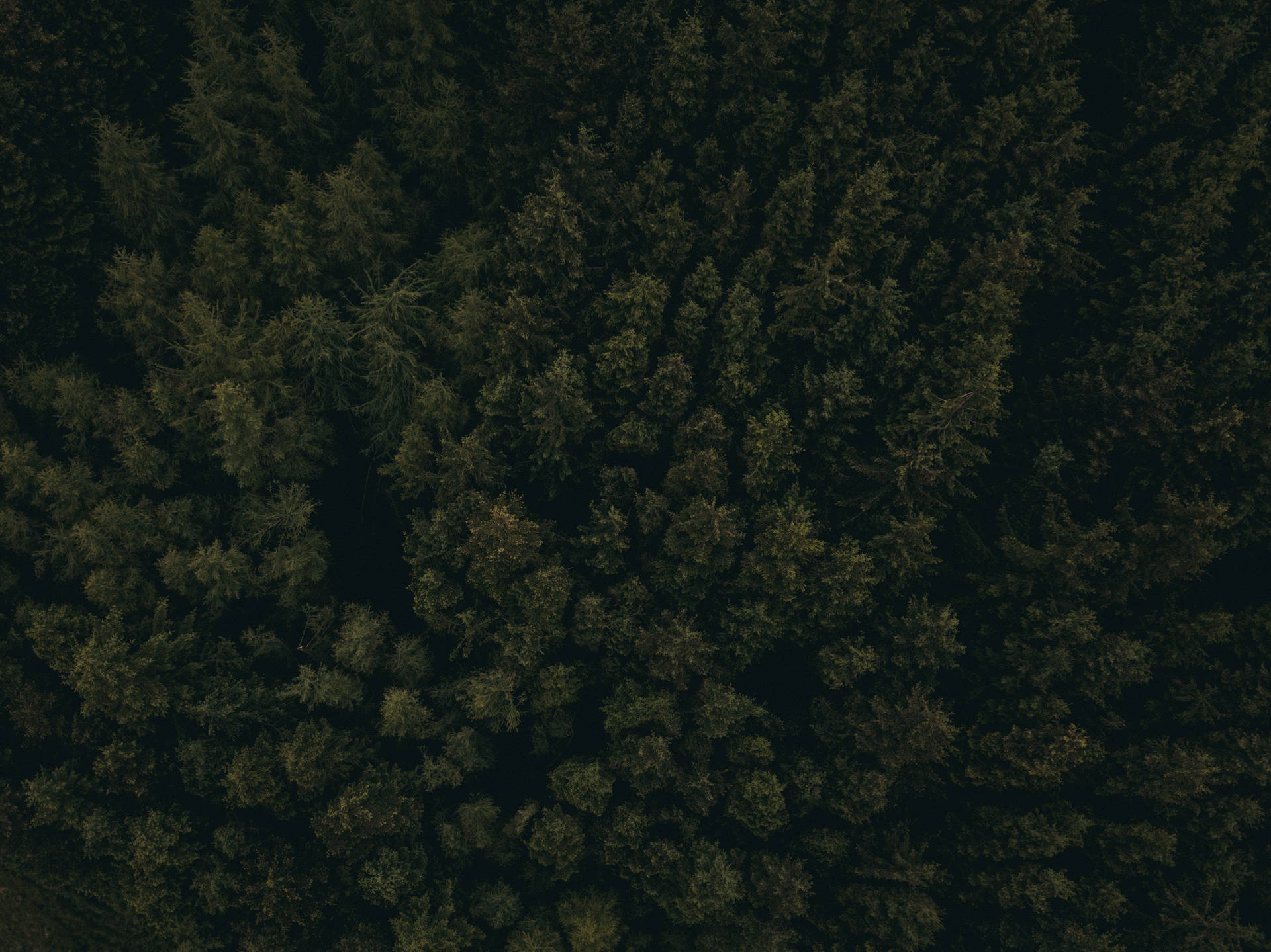Dark Forest Aerial View Background