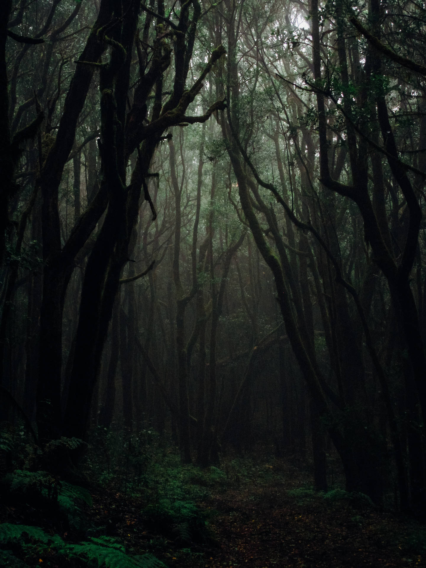 Dark Forest Background Background