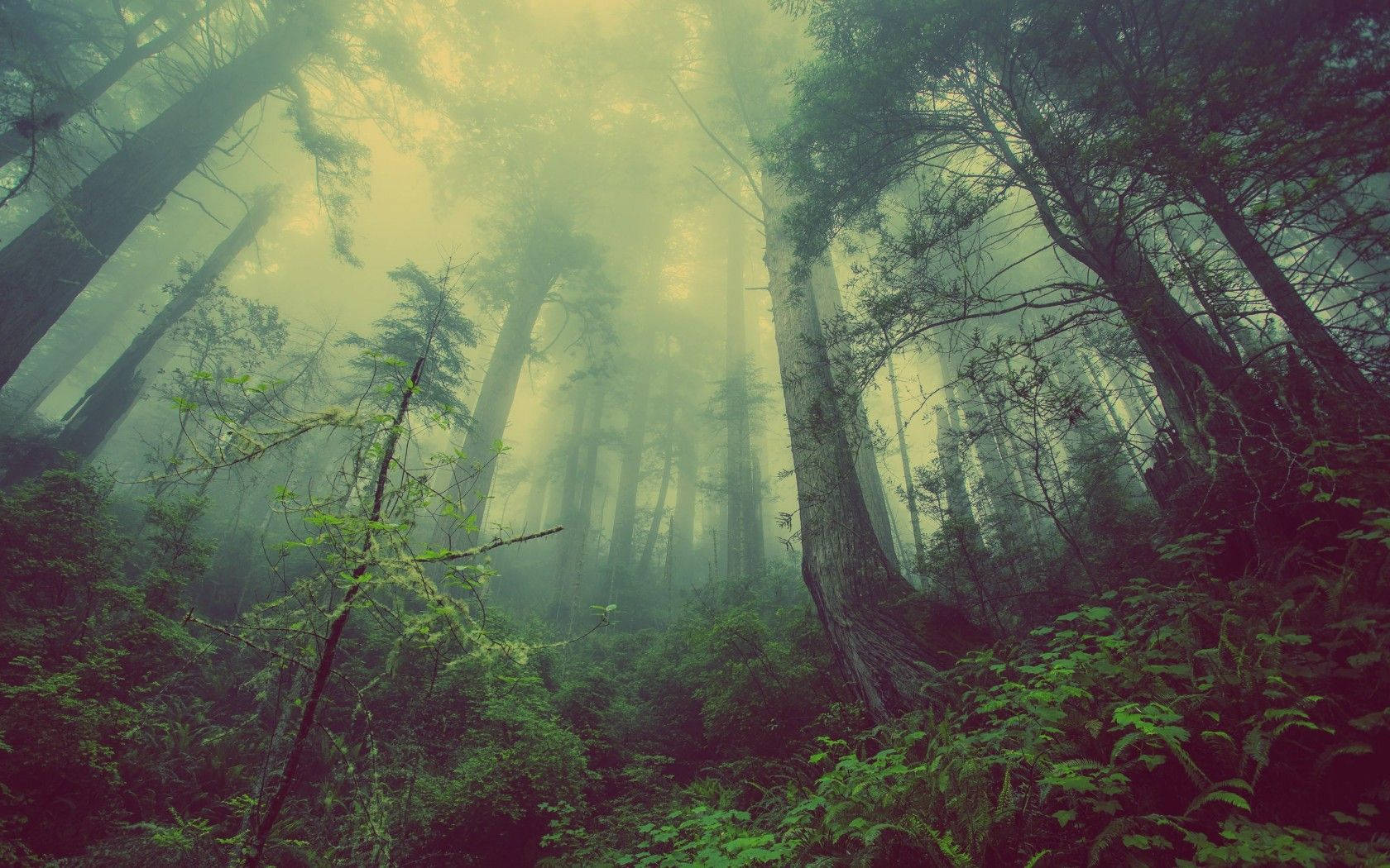 Dark Forest Fog