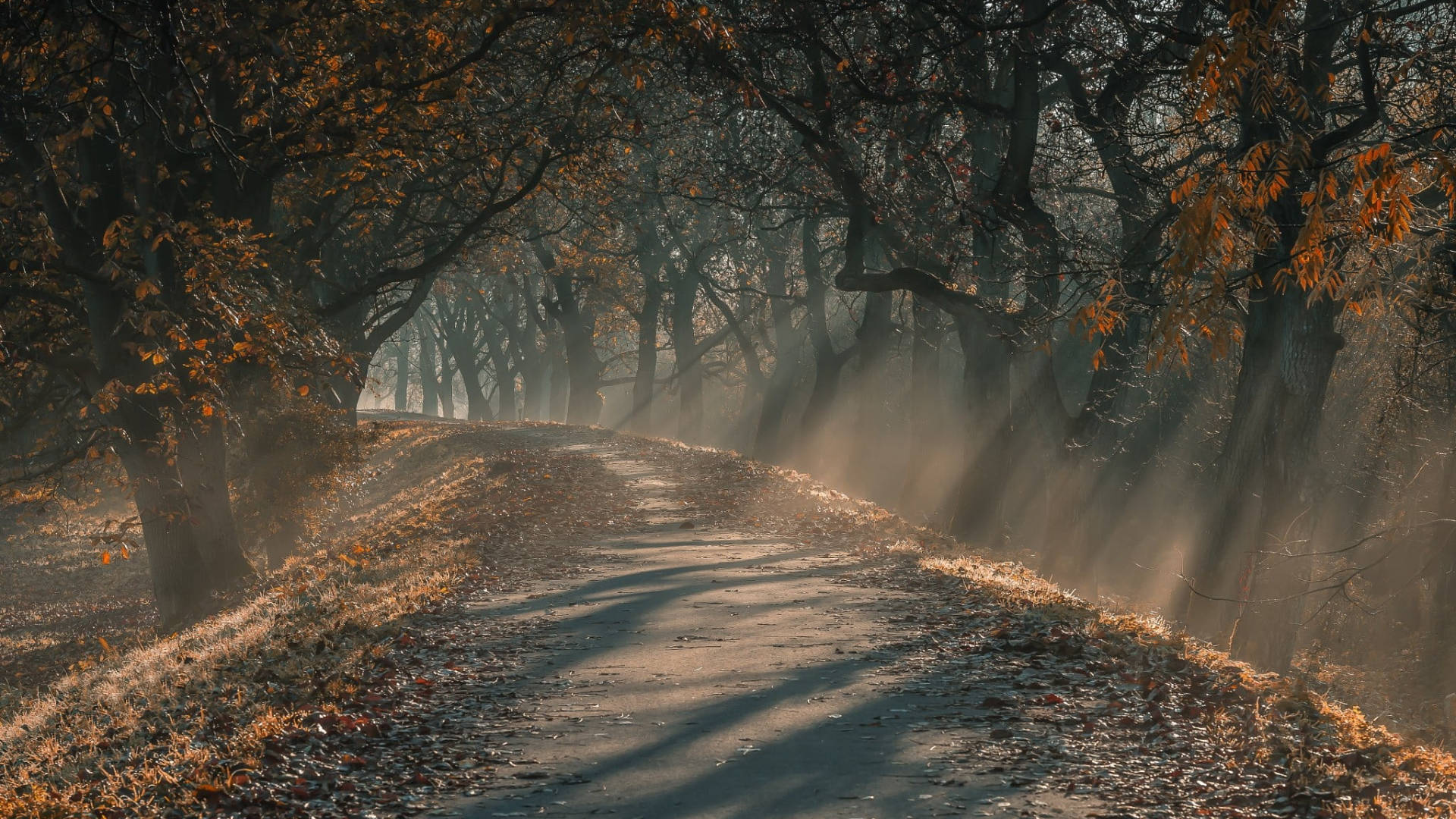 Dark Forest In Autumn Macbook Background