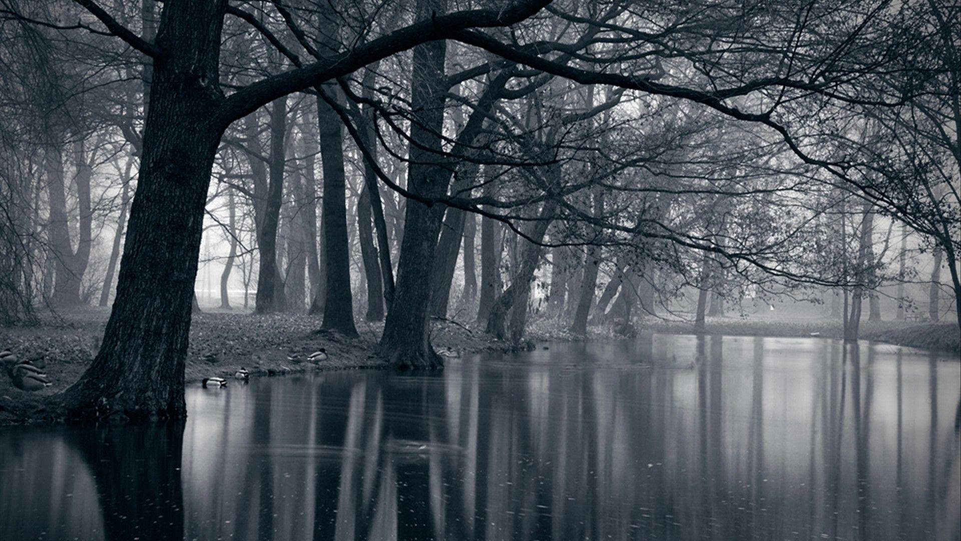 Dark Forest Lake Monochrome Background