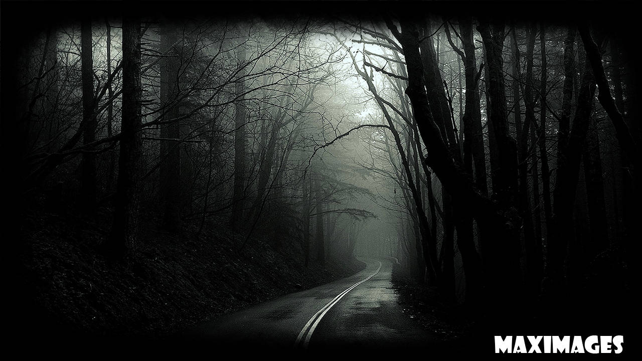 Dark Forest Monochrome