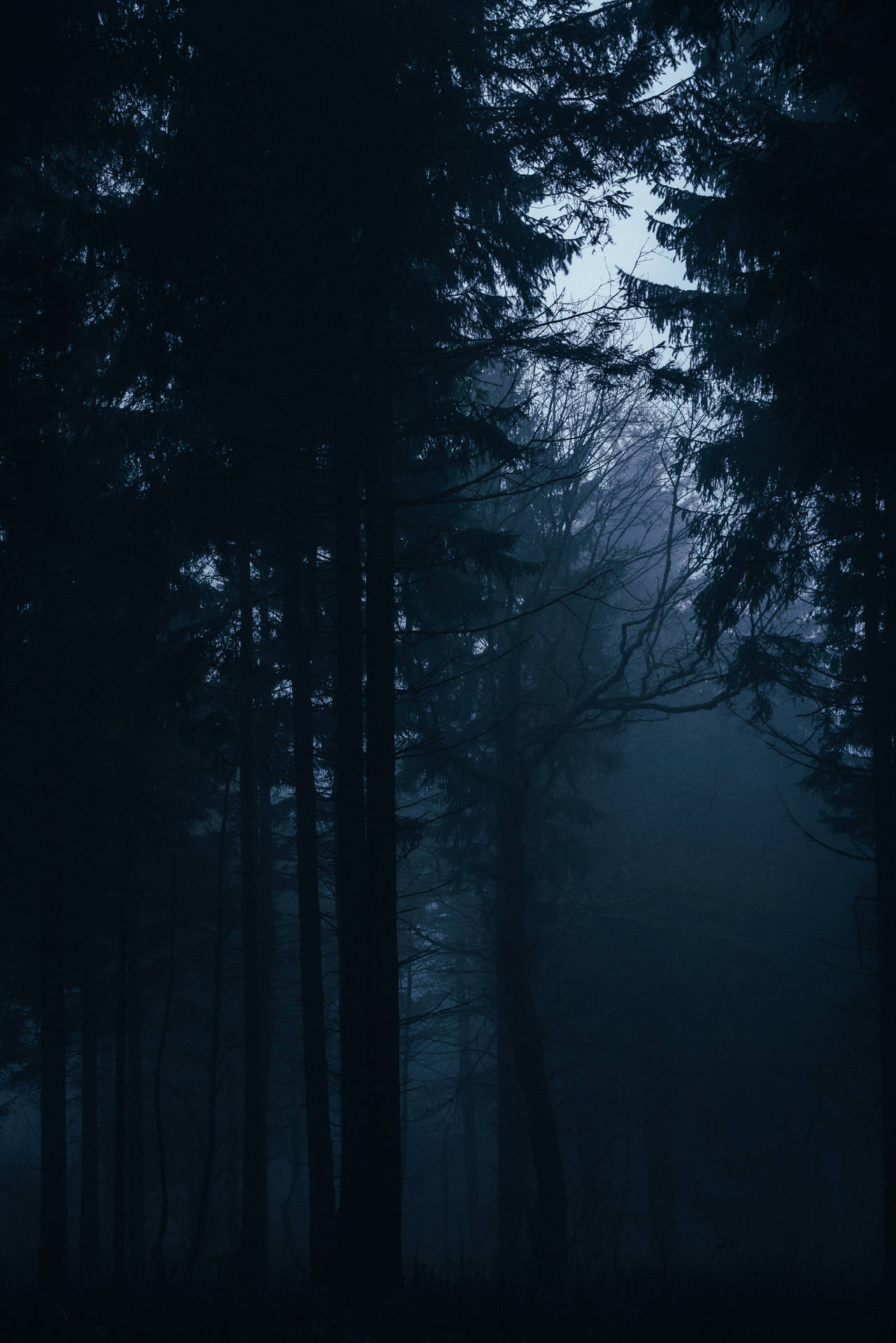 Dark Forest Partial Light Background