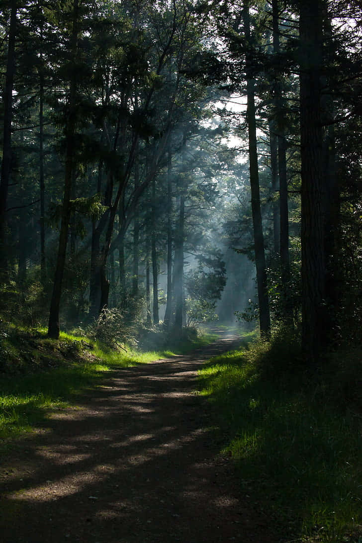 Dark Forest Path Background